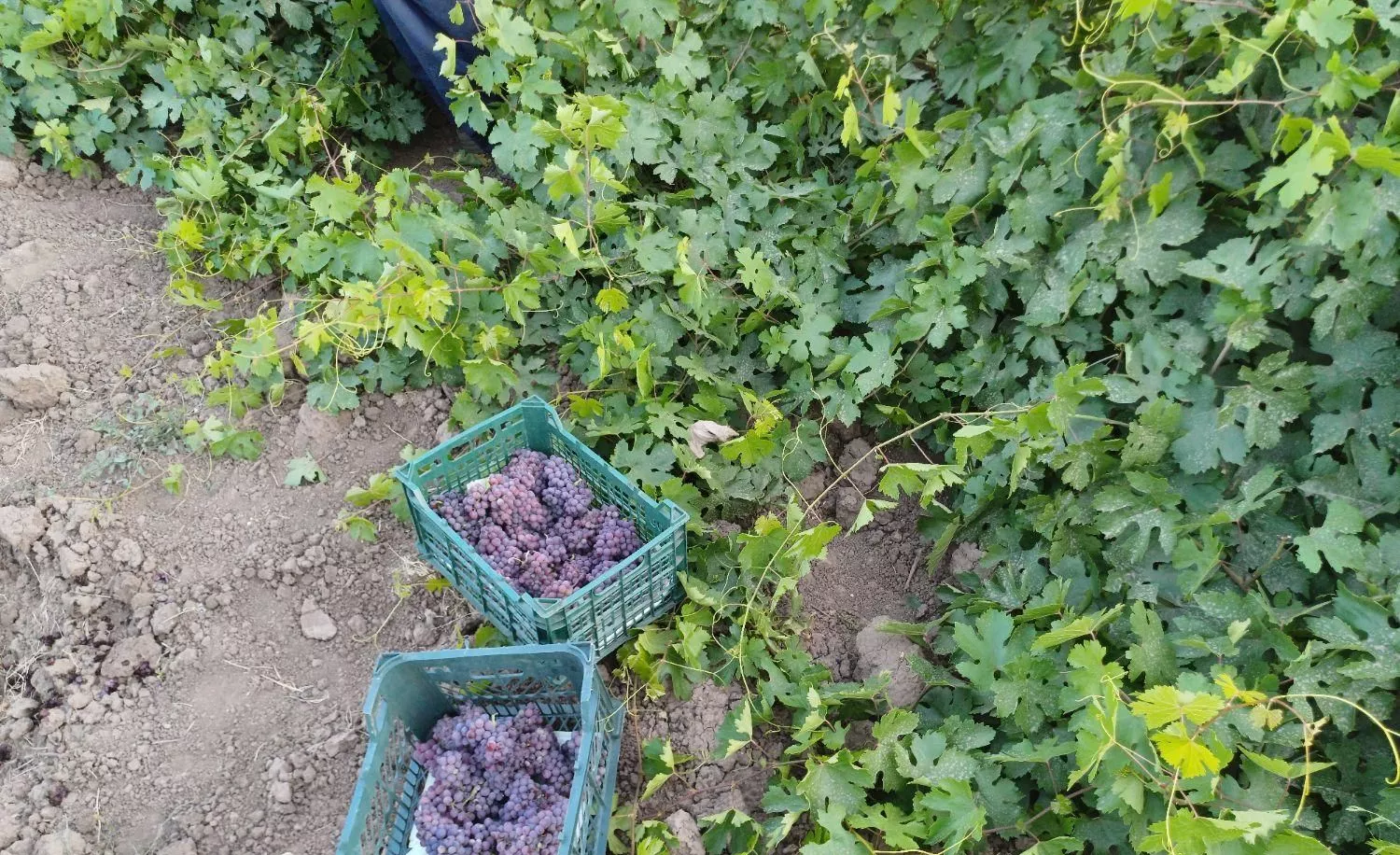 باغ سنتی انگور  کورانه