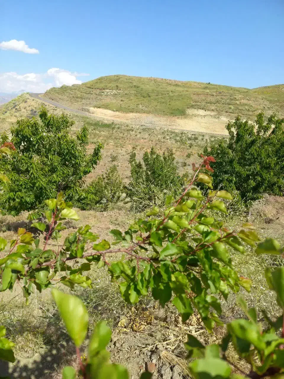 فروش باغ گیلاس