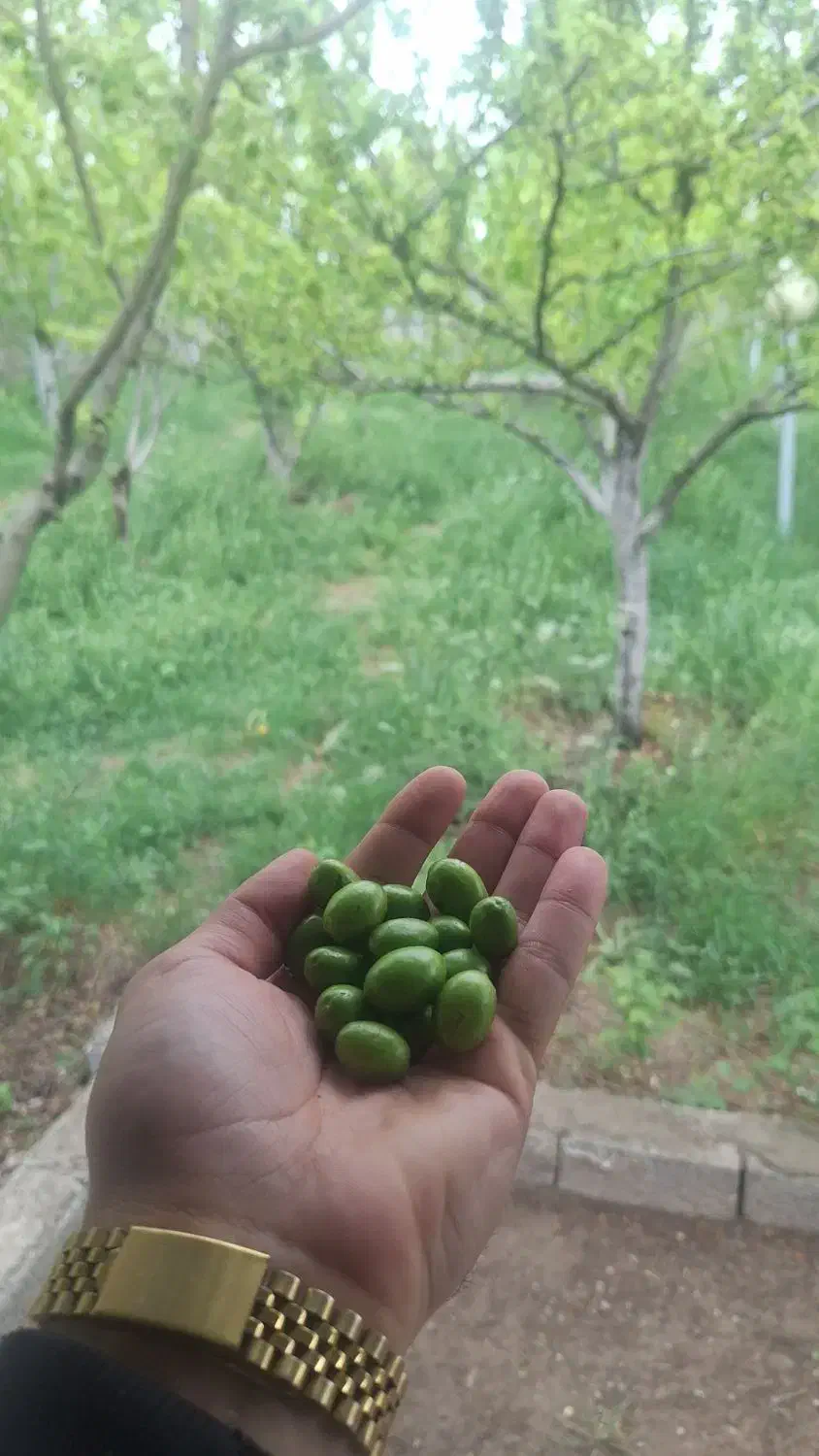 باغ فروشی به متراژ ۵۰۰متر باصفا جای دنج