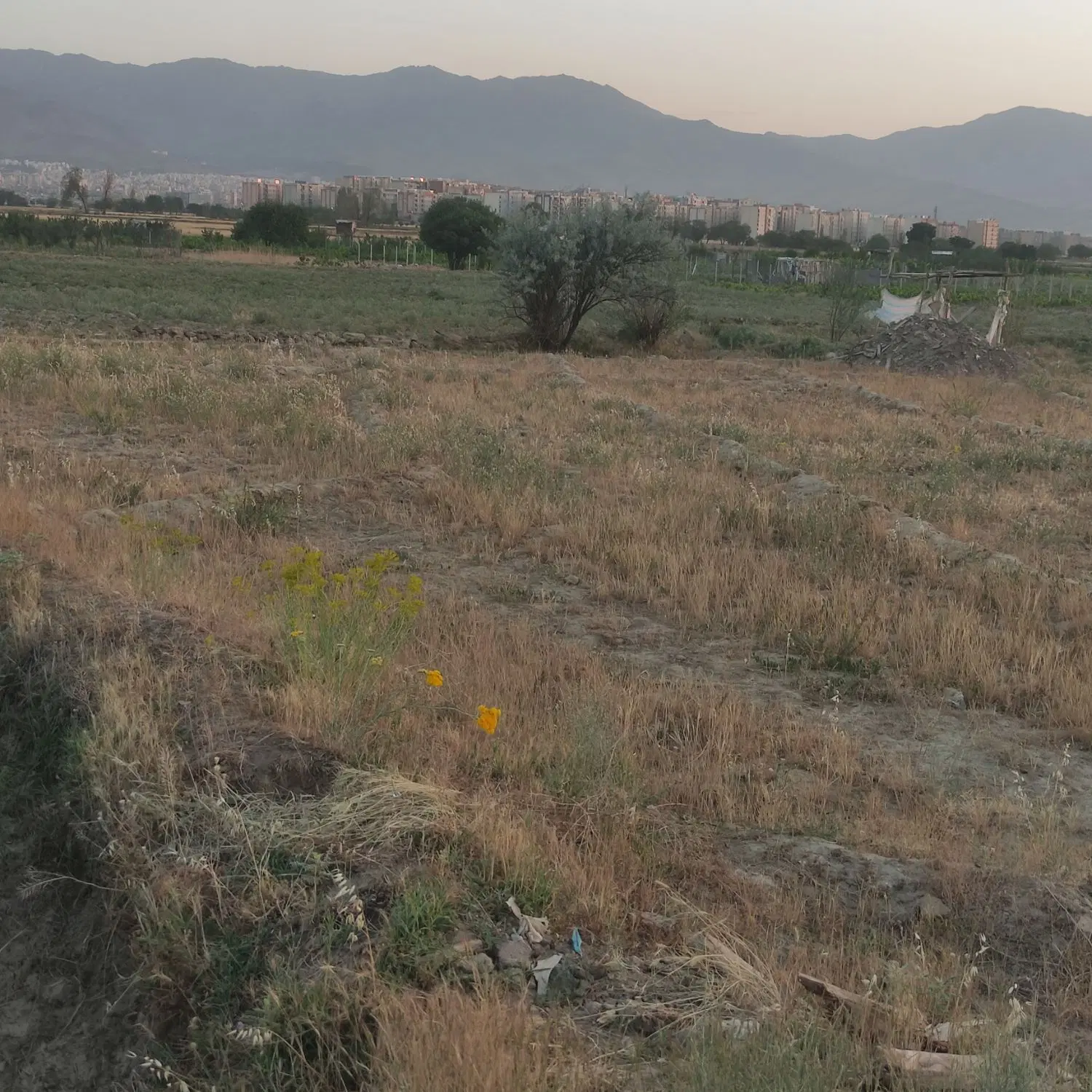زمین باغی1300متری  در شورین دارای سهمیه آب