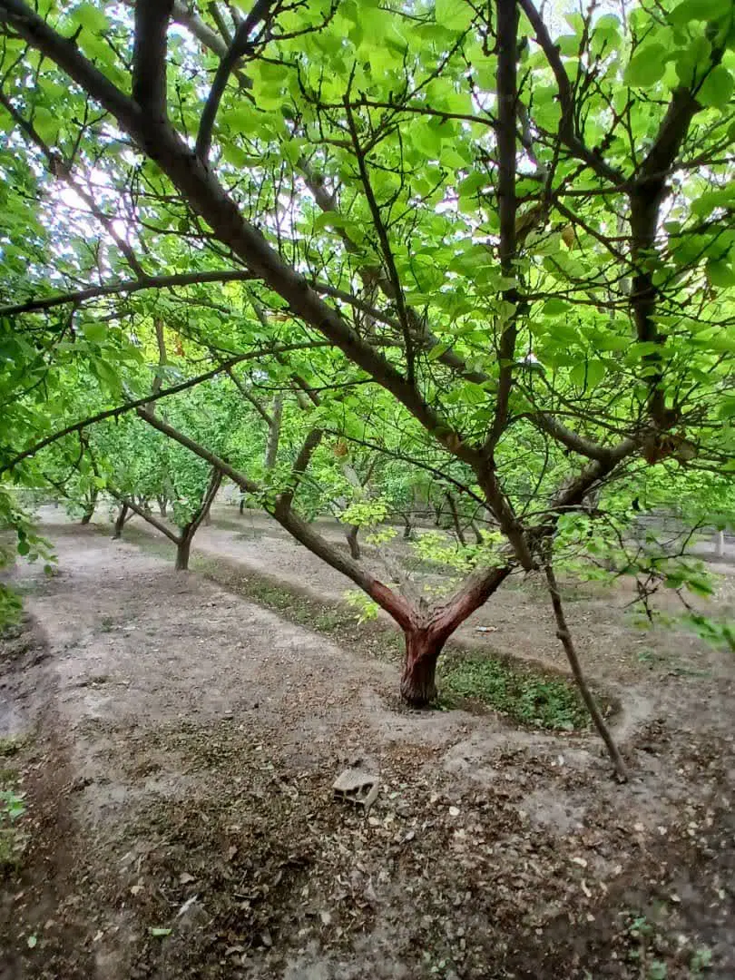 باغ ویلا برکان