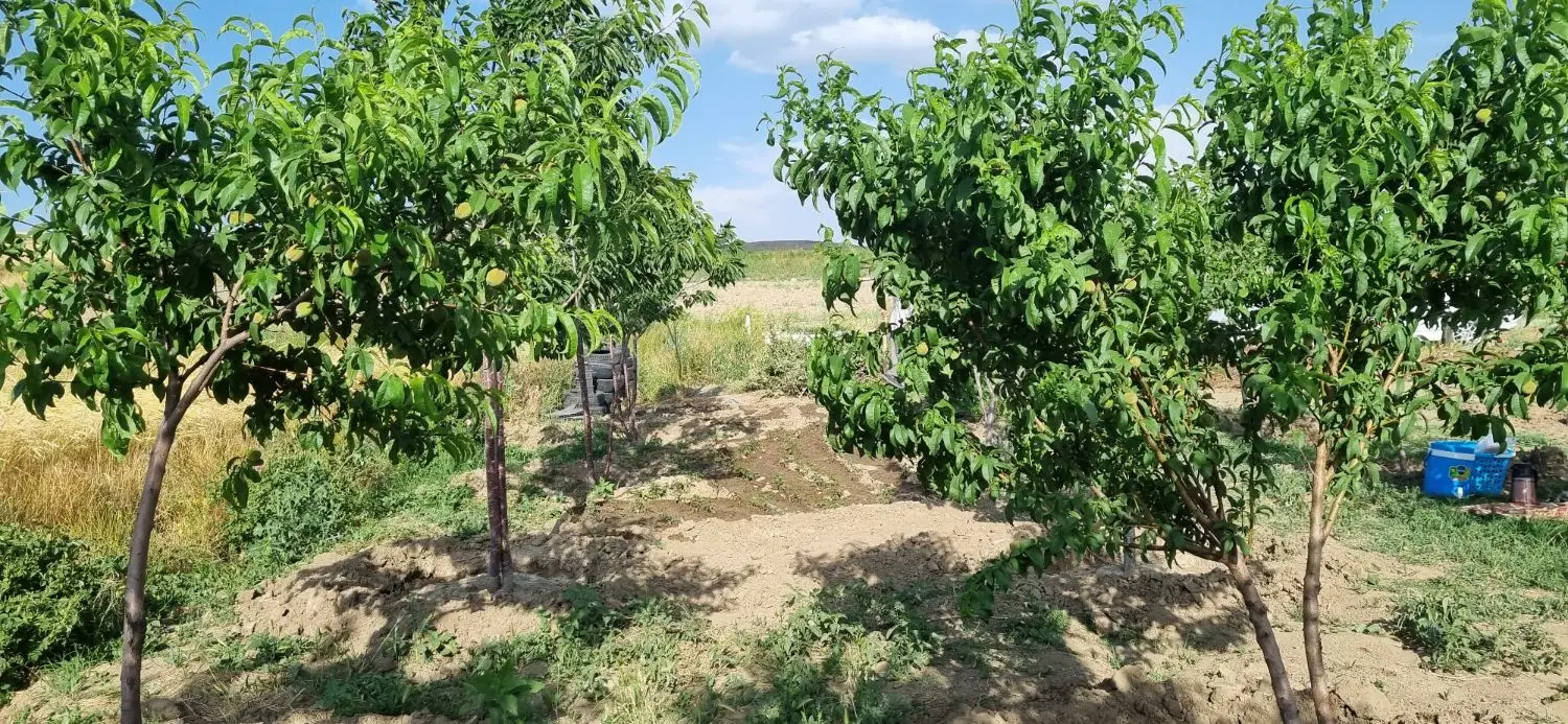 فروش باغ میوه وزمین باغی