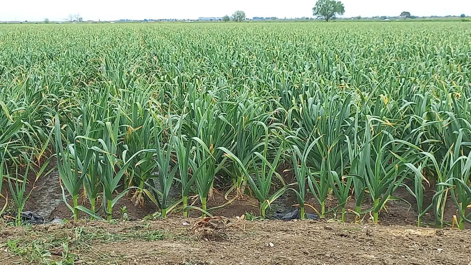 اجاره زمین برای سیر.