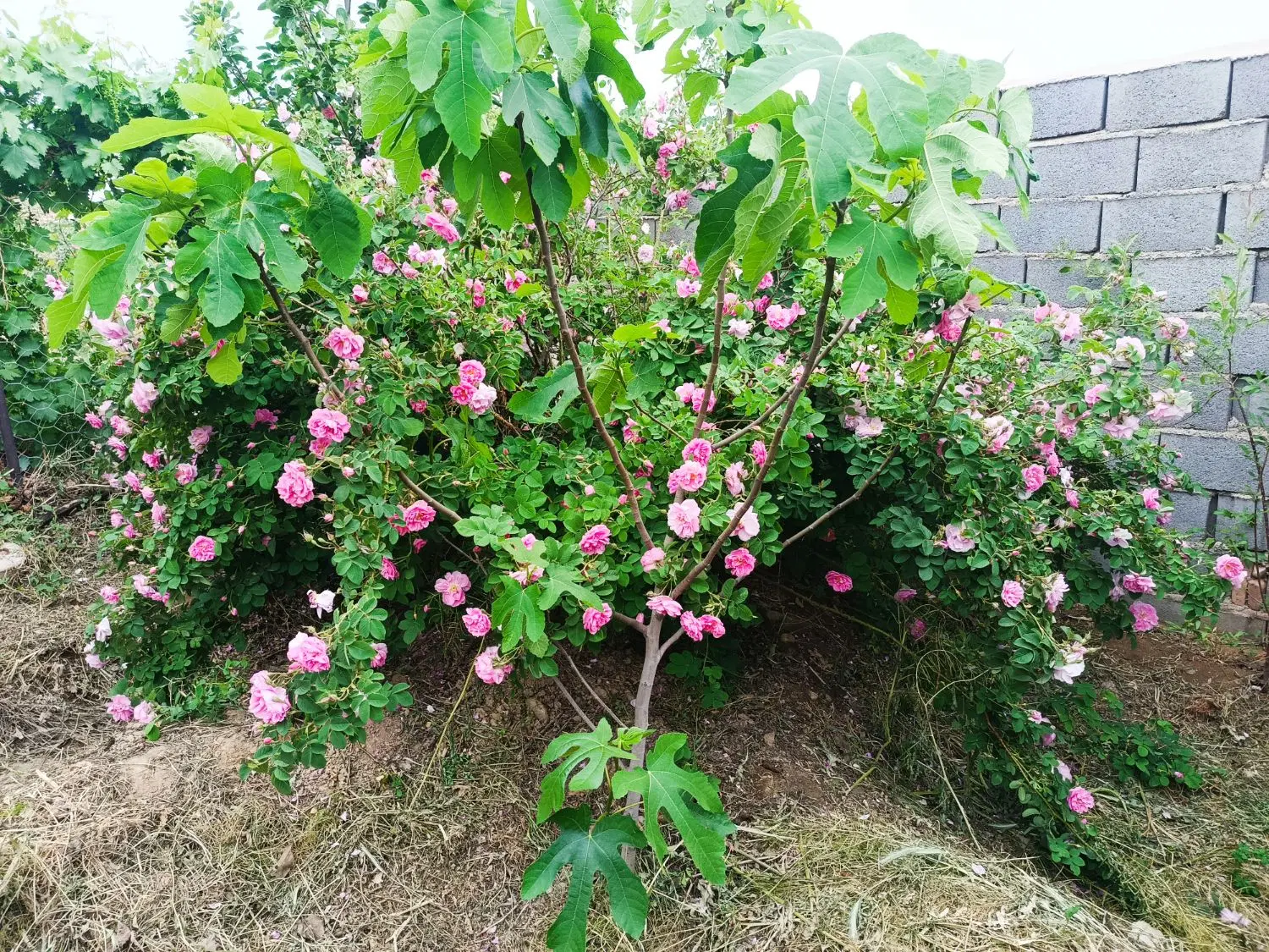 زمین ویلا باغی