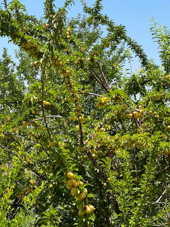 ۴۹ قصب زمین زراعی هفت باغ