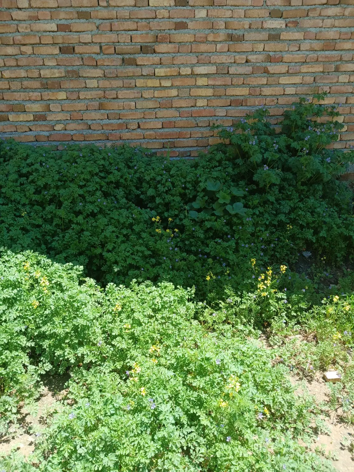 زمین شهرک امیریه