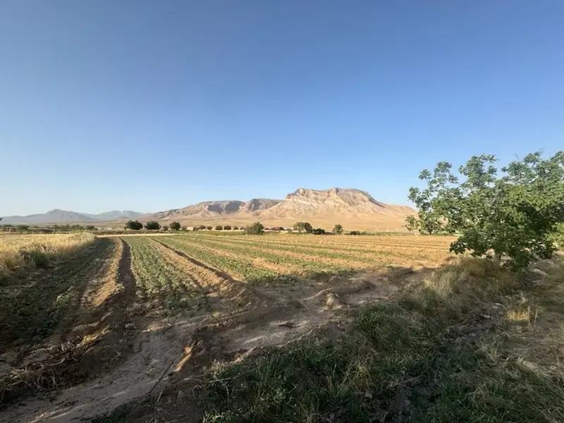 باغ ، زمین کشاورزی در بزیجان محلات با آب