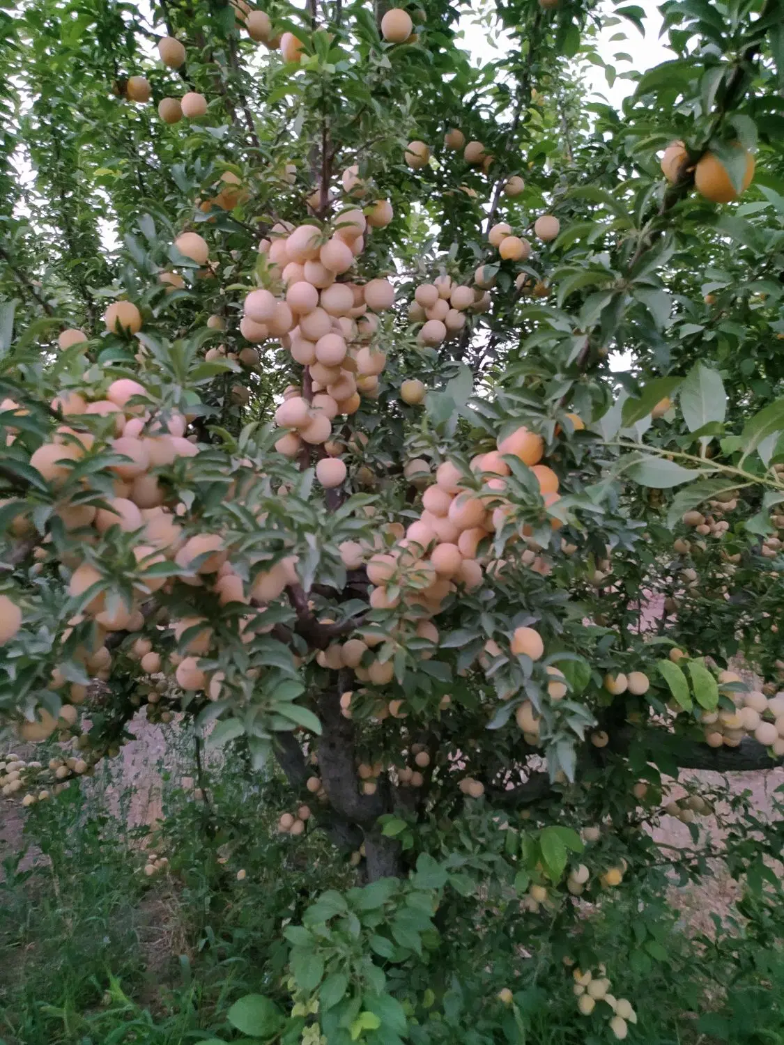 باغچه 460 متری
