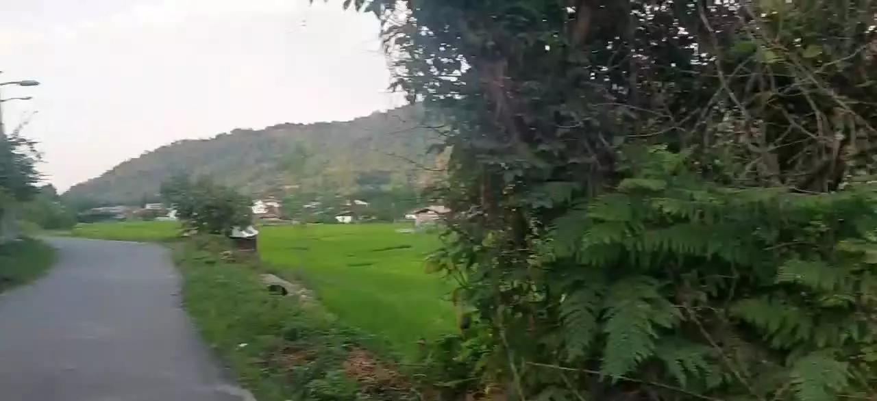 ( زمین شالیزار بایر )