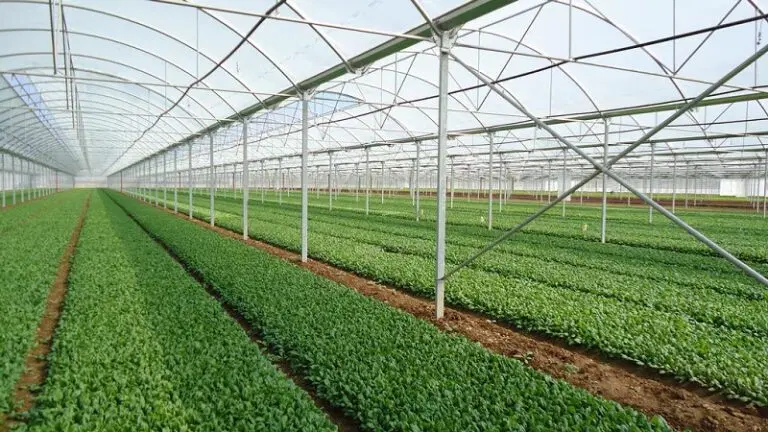 3000 متر گلخانه با امکانات در شهرک گلخانه