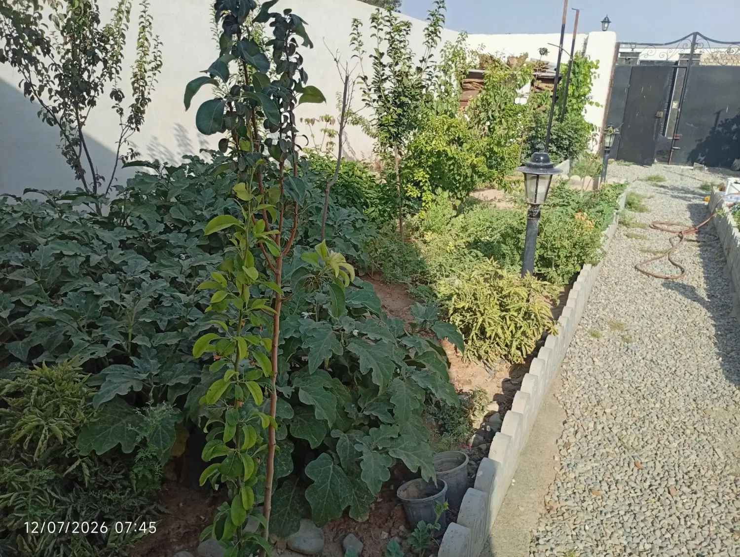 فروش باغ ایجدانک ۲۵۰متری