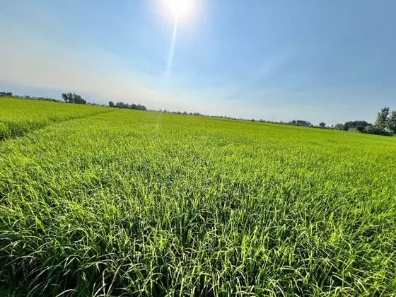 فروش زمین کوچصفهان رشت