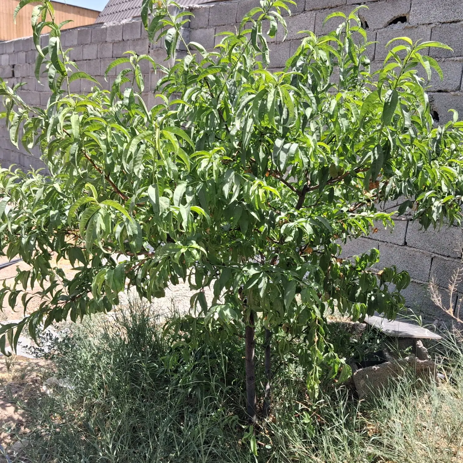 باغچه زمین در شهرک ویلایی