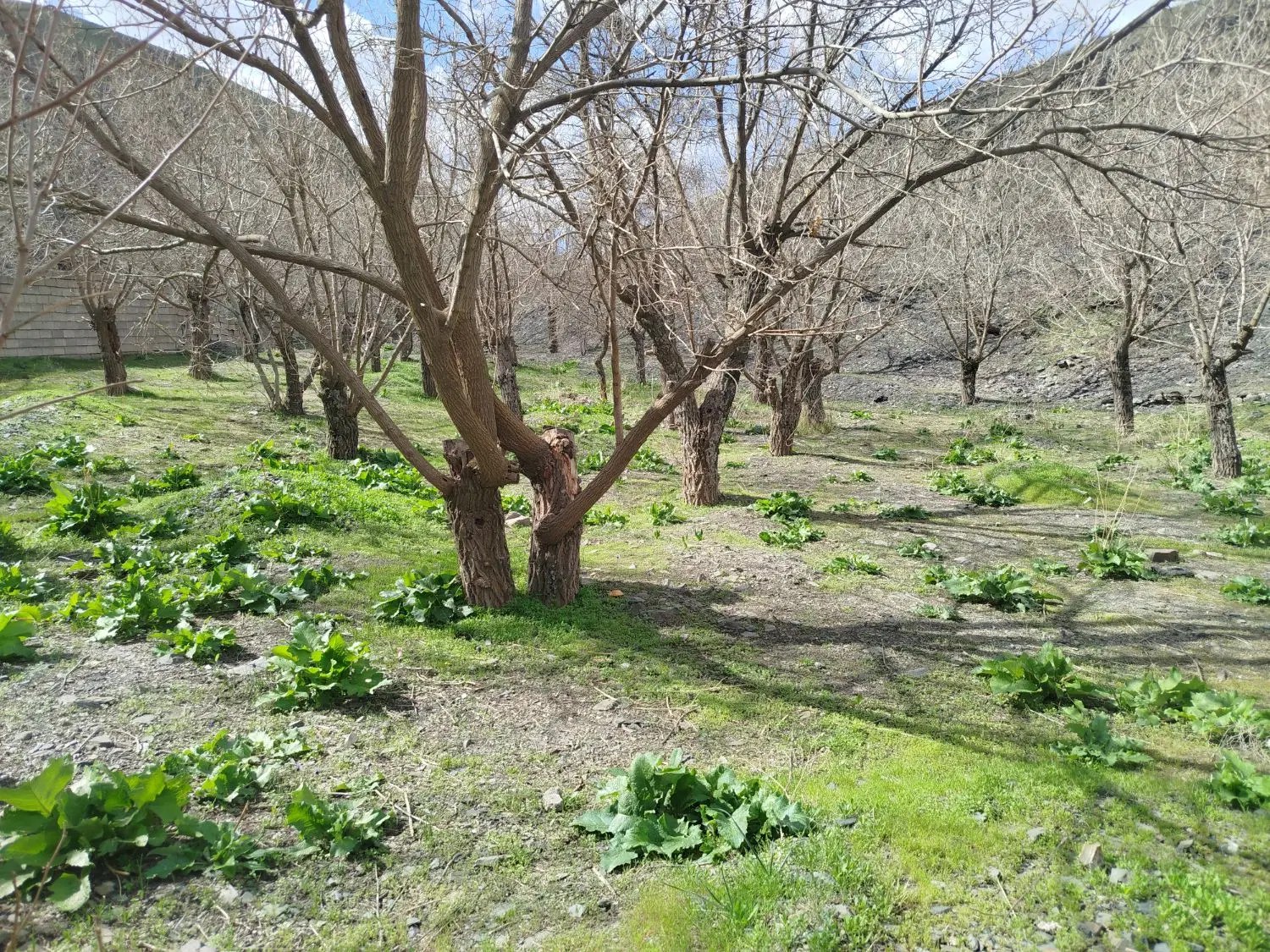 ۲۵۰ متر باغچه جاغرق سنددار