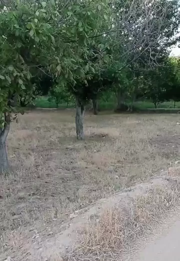 فروش باغ در جاده سلامت