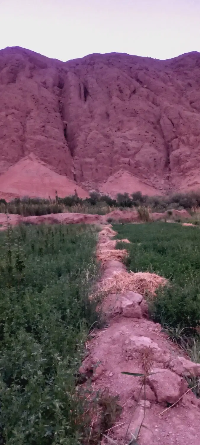 فروش باغ گوجه سبز