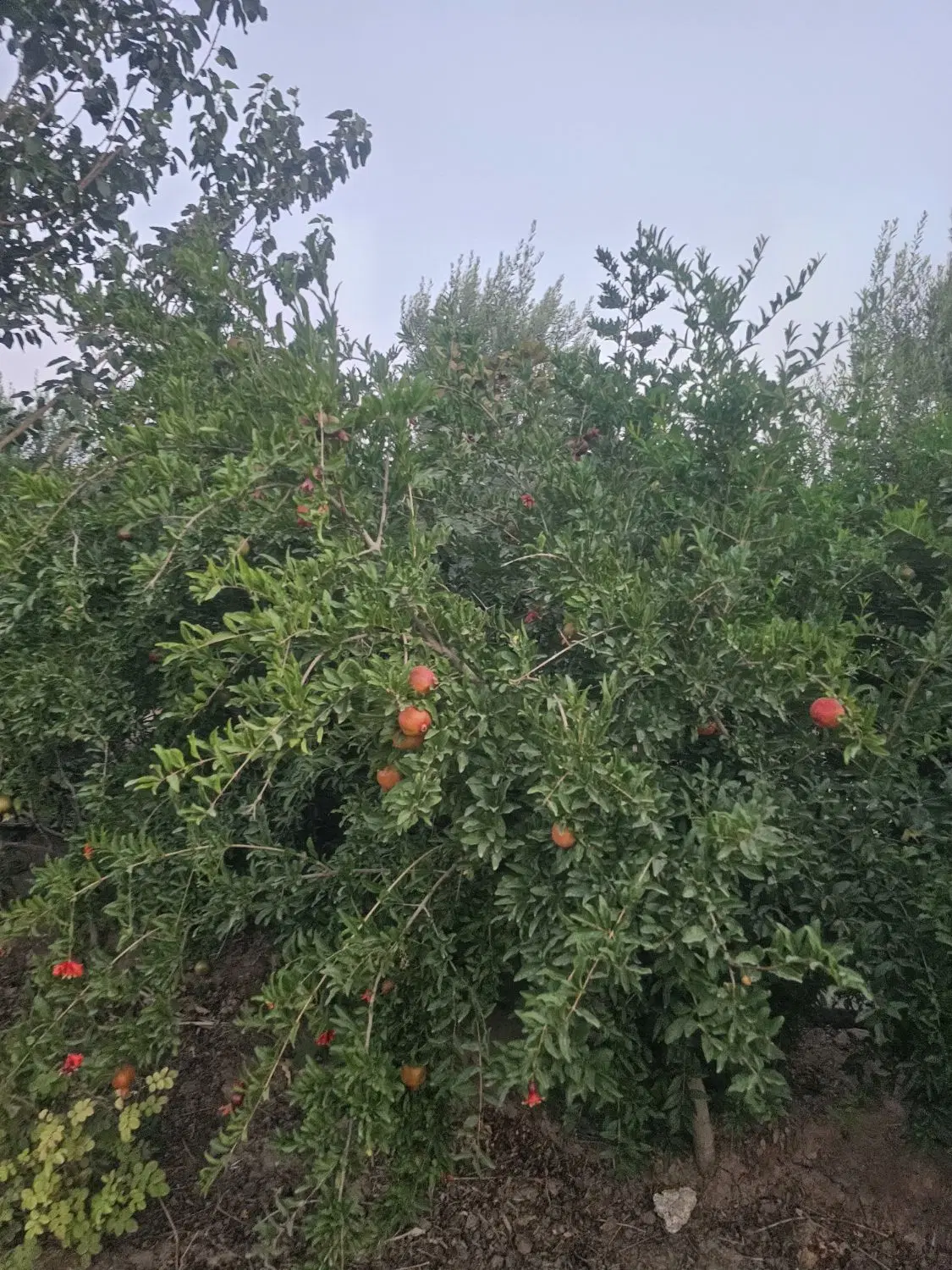 ۵ هزار متر باغ با ۶ سند ۸۳۳ متر