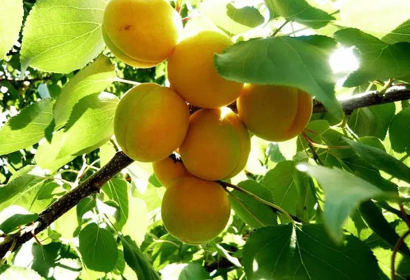 باغ سنگستان به متراژ ۶۰۰ متر