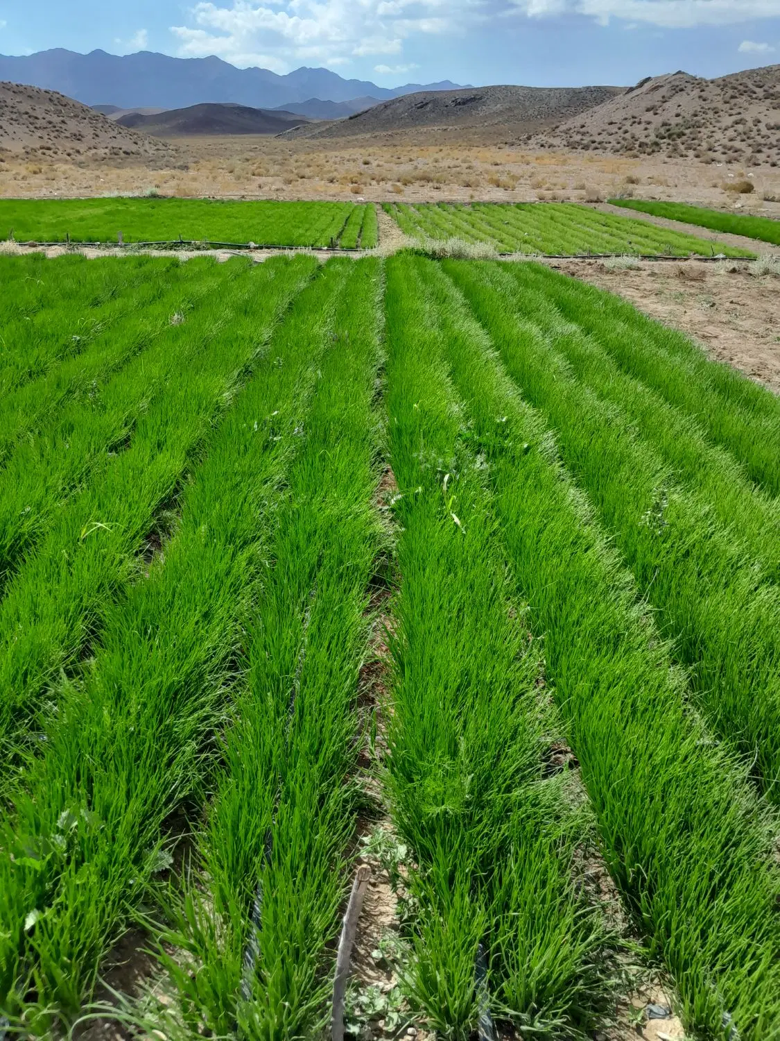 زمین جهت کشت نشا پیاز فلفل نزدیک شهر درب بهشت