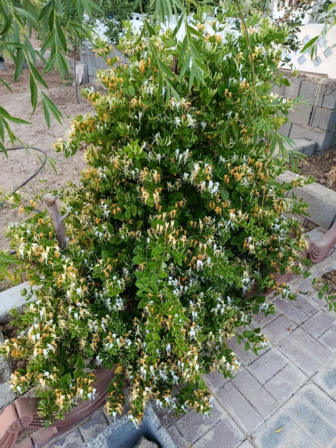 باغ پشته ی سیاسرد