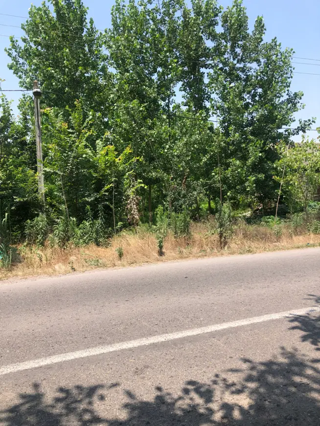زمین باغی داخل طرح۳۲۵ متر