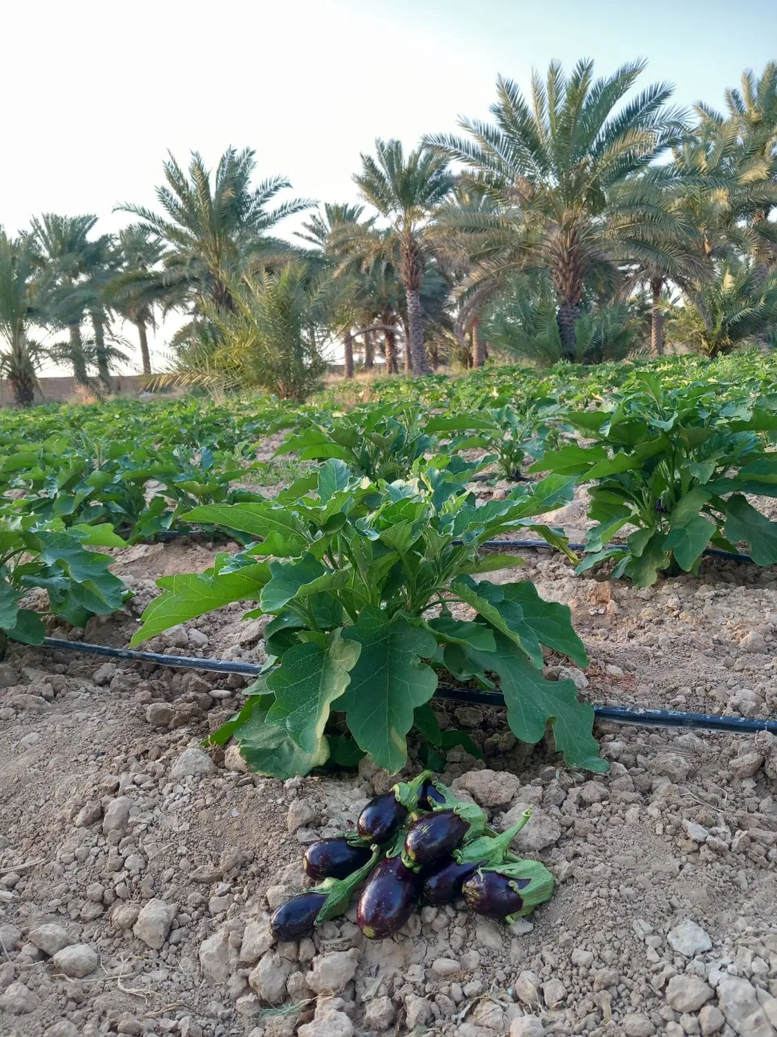 فروش باغ شهری