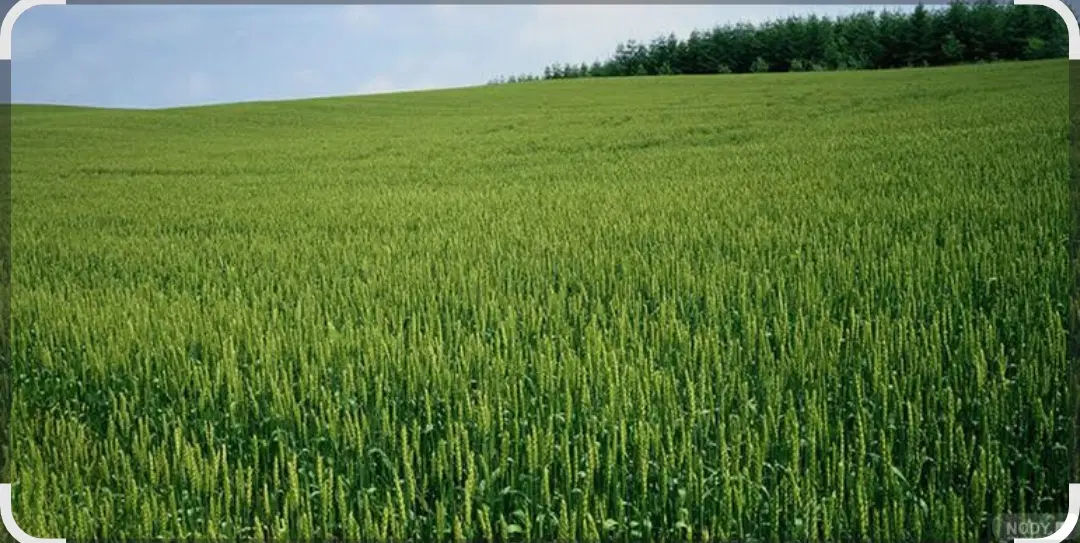 معاوضه زمین مسکونی صدرا با باغشهر