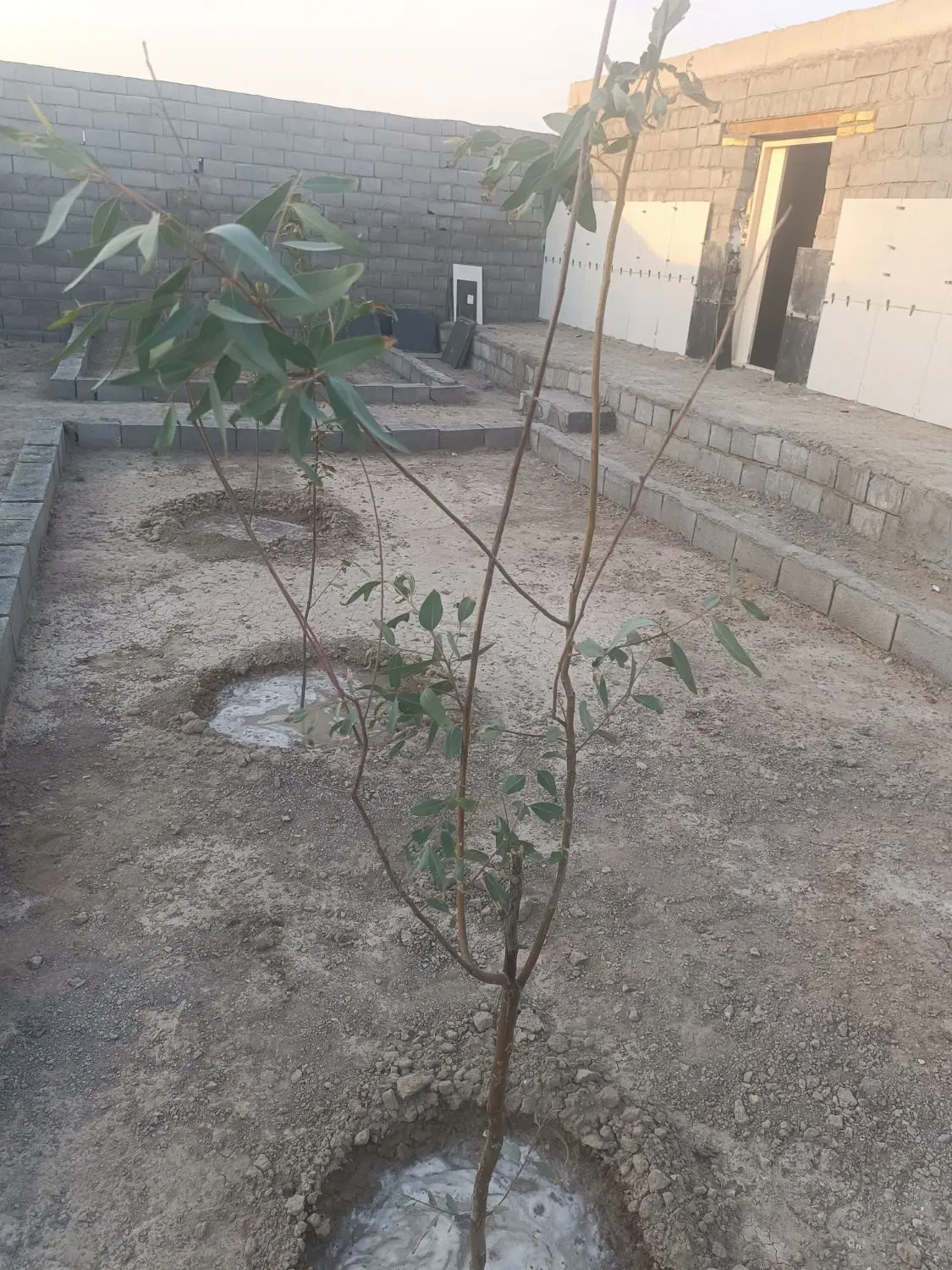 باغ نیمه اماده