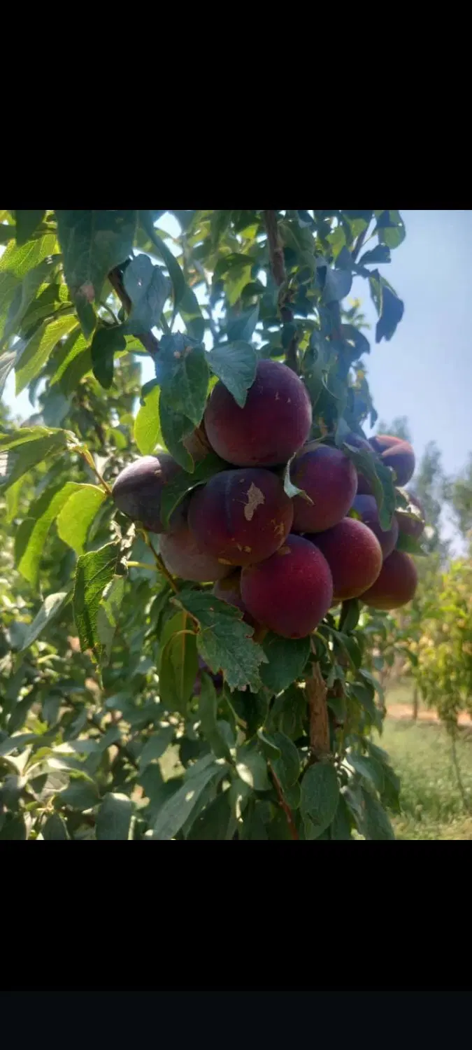 ۲۰۰ متر باغچه با درختان ۲ ساله و دیوار
