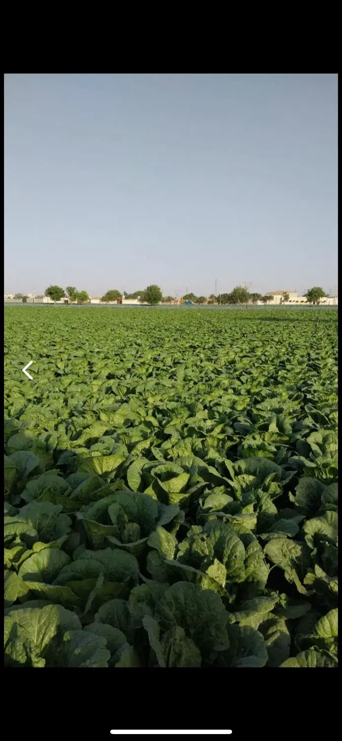 زمین زراعی