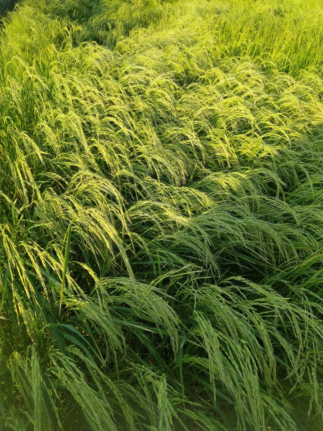 زمین برای کشت برنج میخام هر جا باشه زنگ بزن