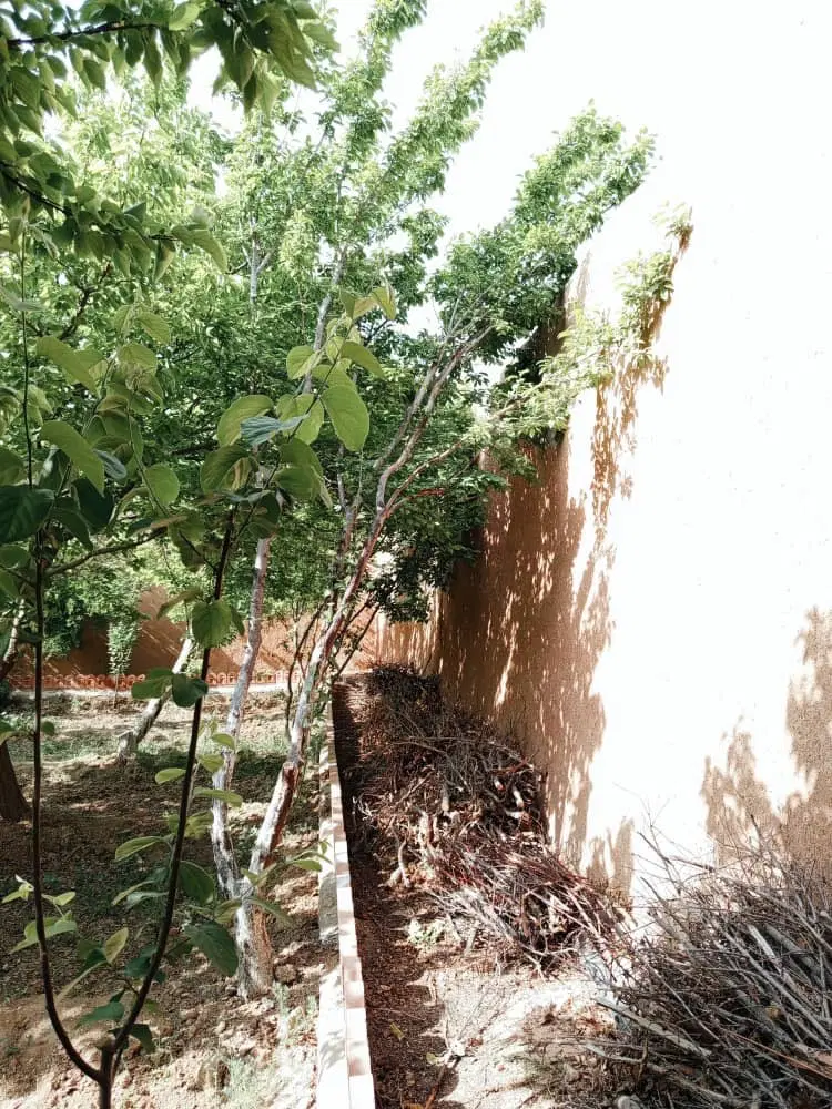 باغ سرسبز