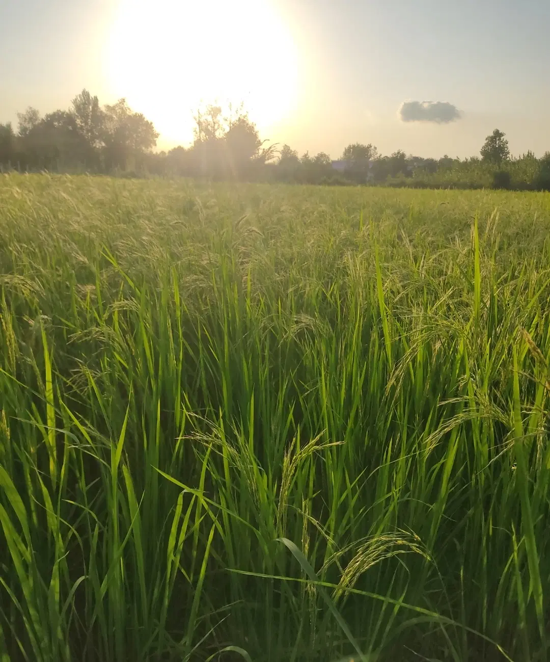 زمین  کشاورزی .رشت.قاضیان