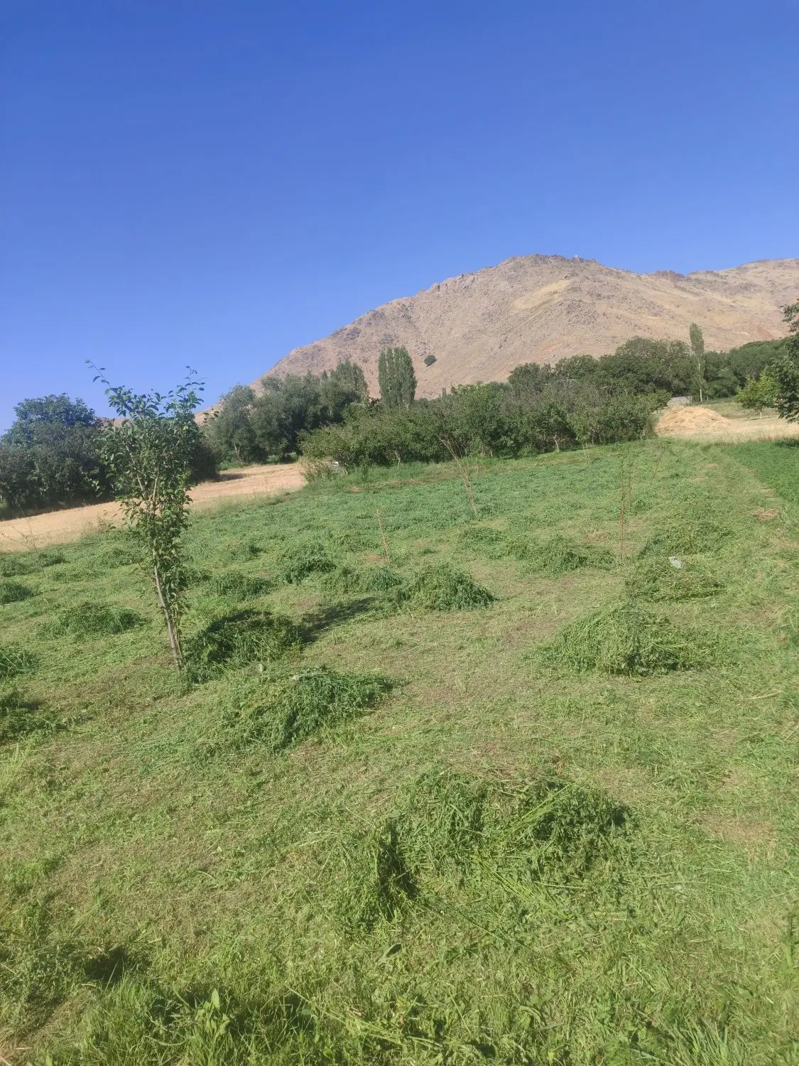 زمین باغی در روستای وهنان