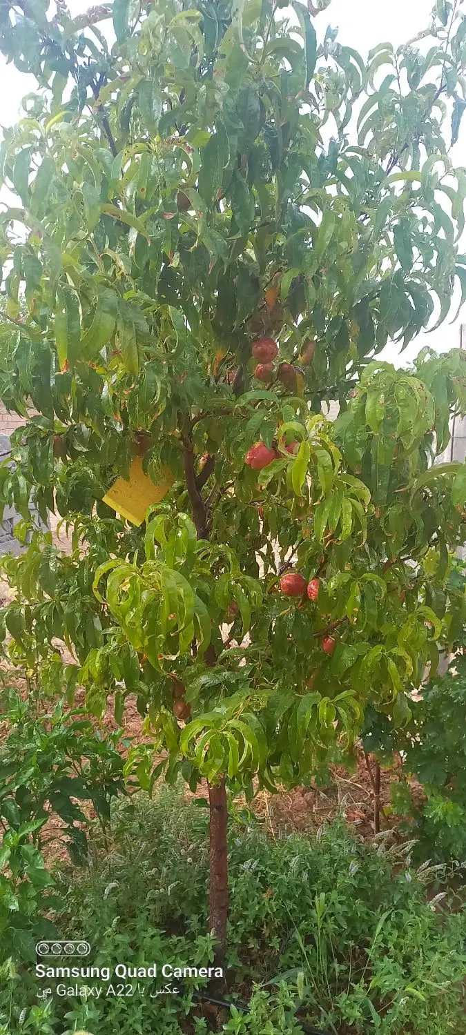 باغچه ۳۵۰ متری