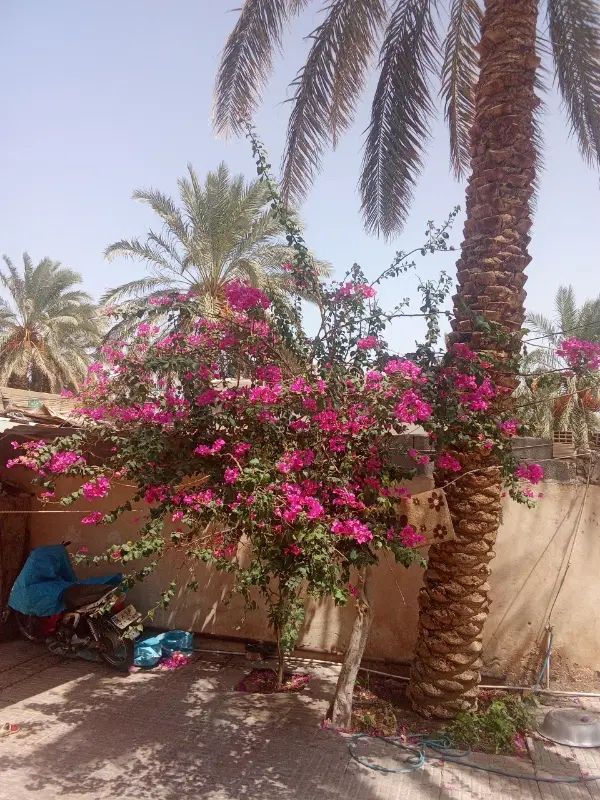اجاره خونه