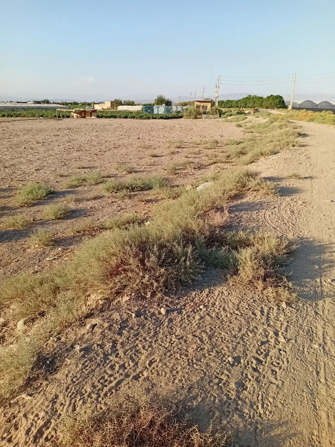زمین کشاورزی