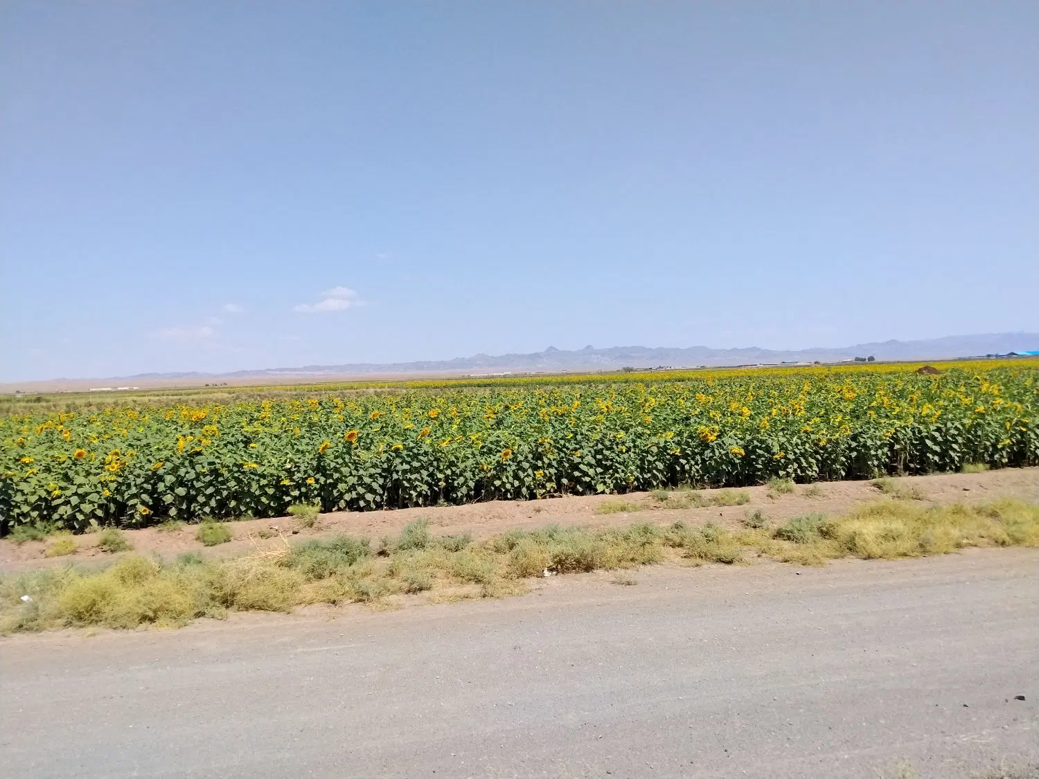 زمین ۳ نبش بر خیابان ۳۶ متری