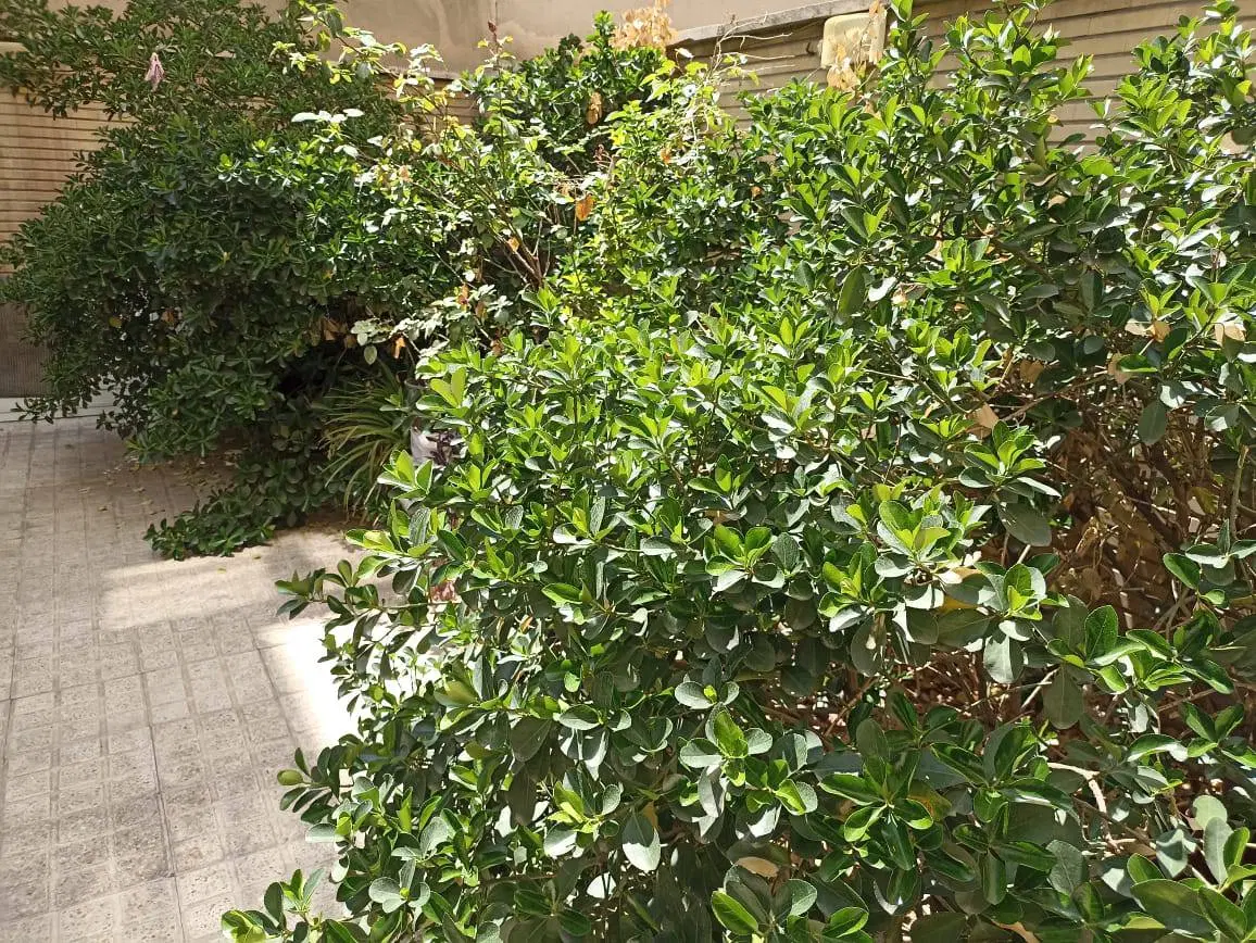 2_5 طبقه دربستی
