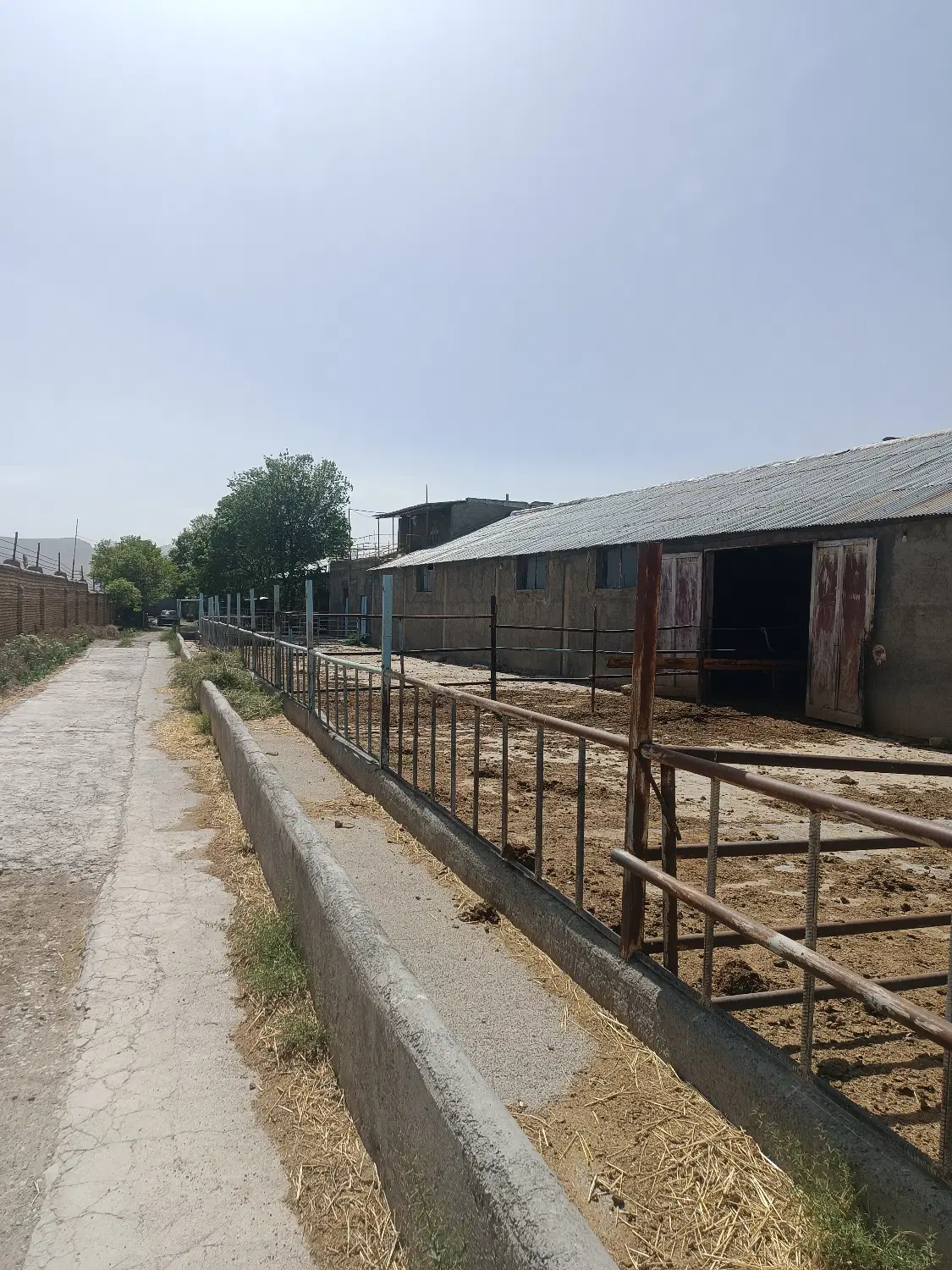گاوداری شهر کیان شهرکرد