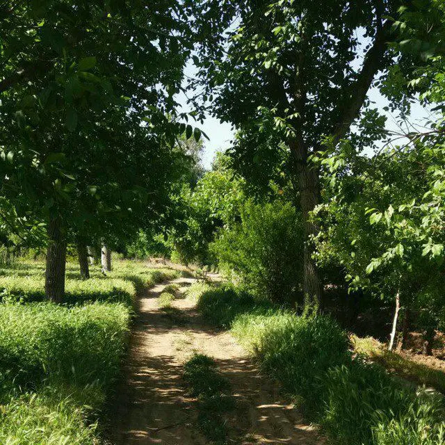 زمین مسکونی به متراژ 300متر