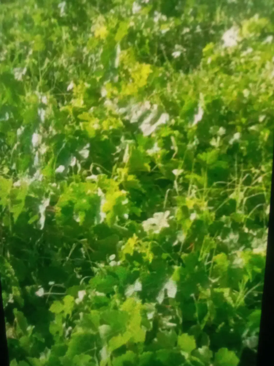 باغ انگور سیمین زاغه