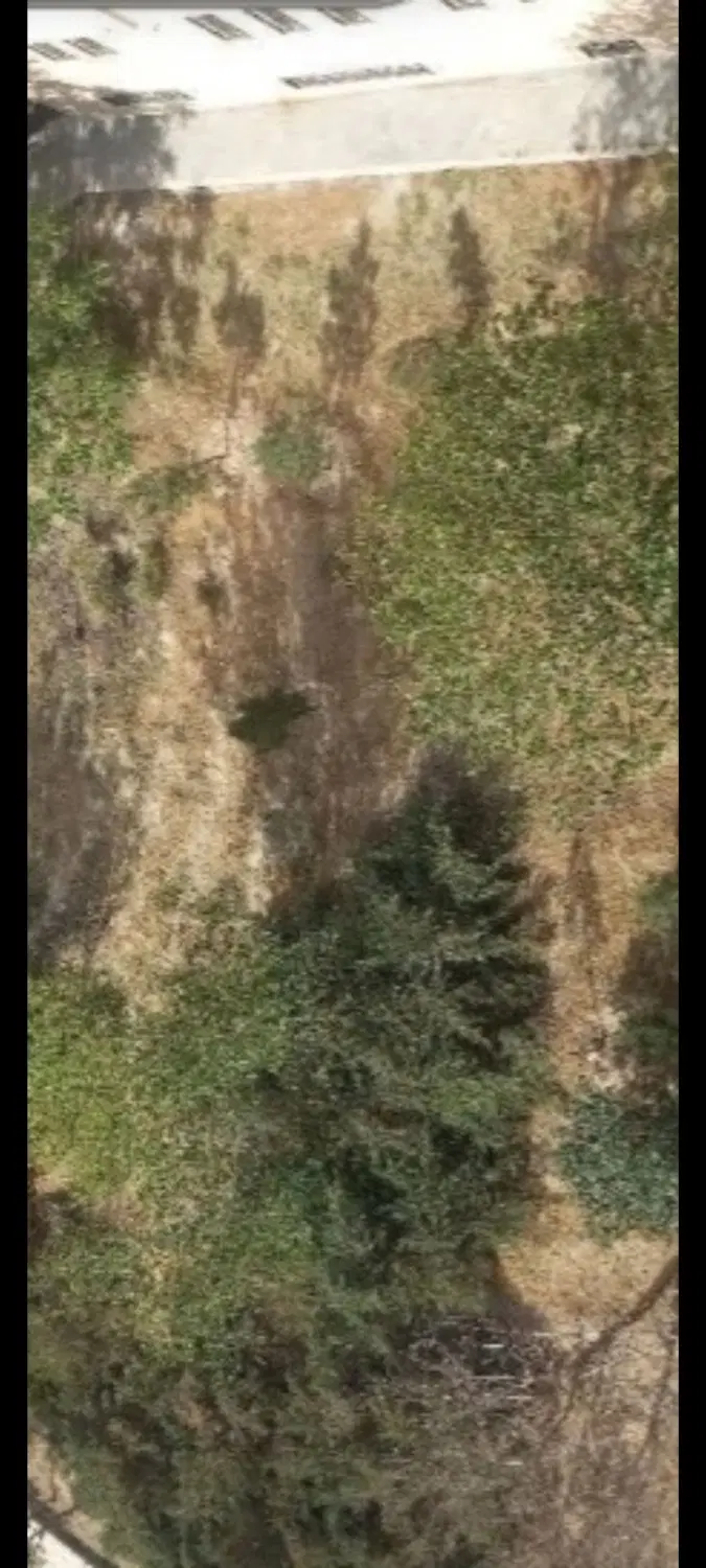 اجاره ویلایی حکیمیه