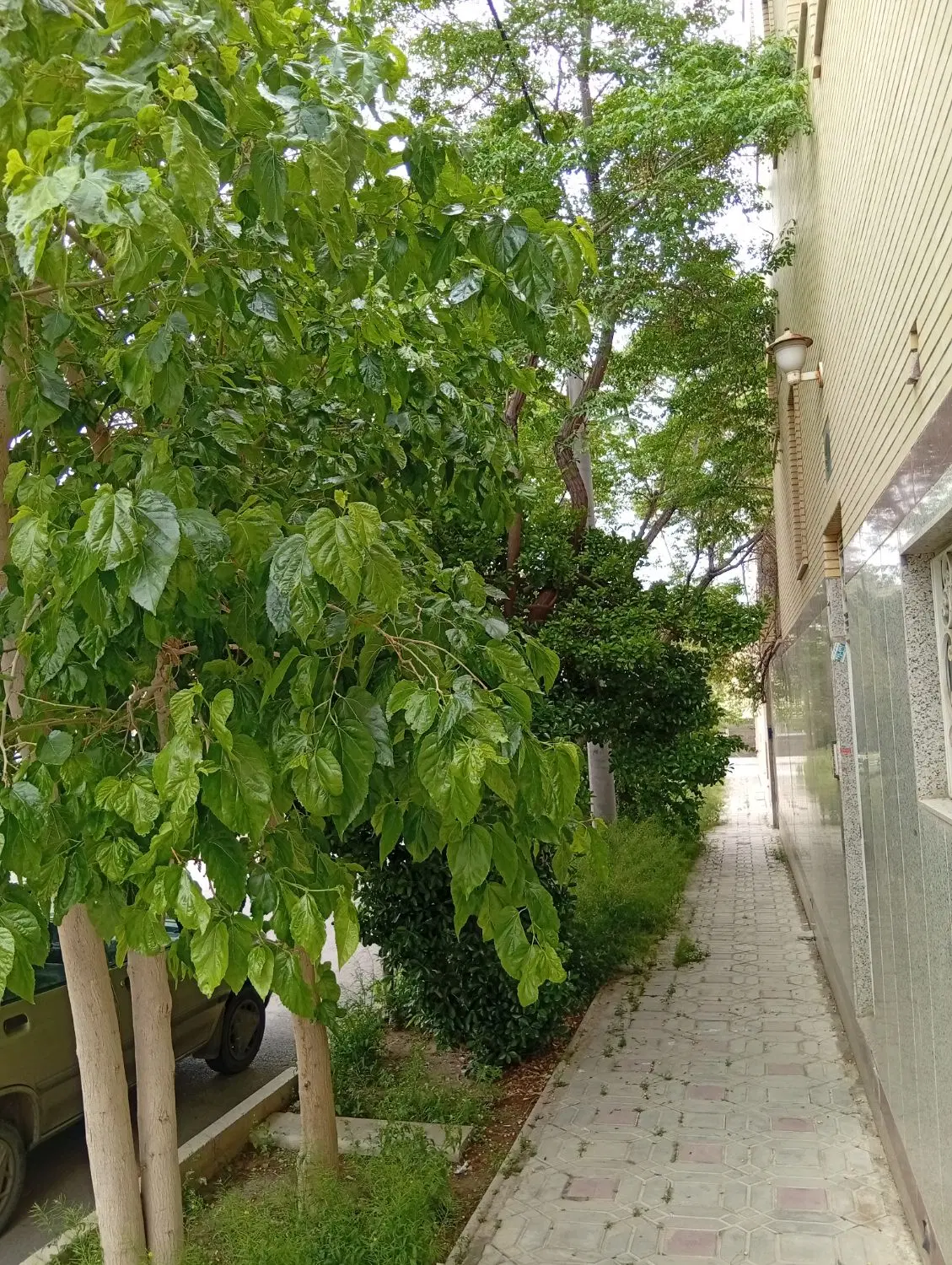 همکف حیاط اختصاصی ۷۰ متر