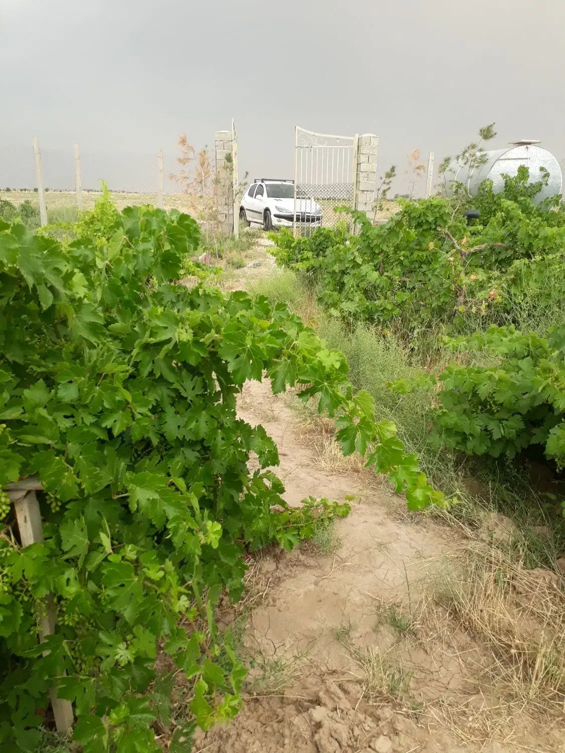 باغچه ۷۰۰ باوسایل فروشی