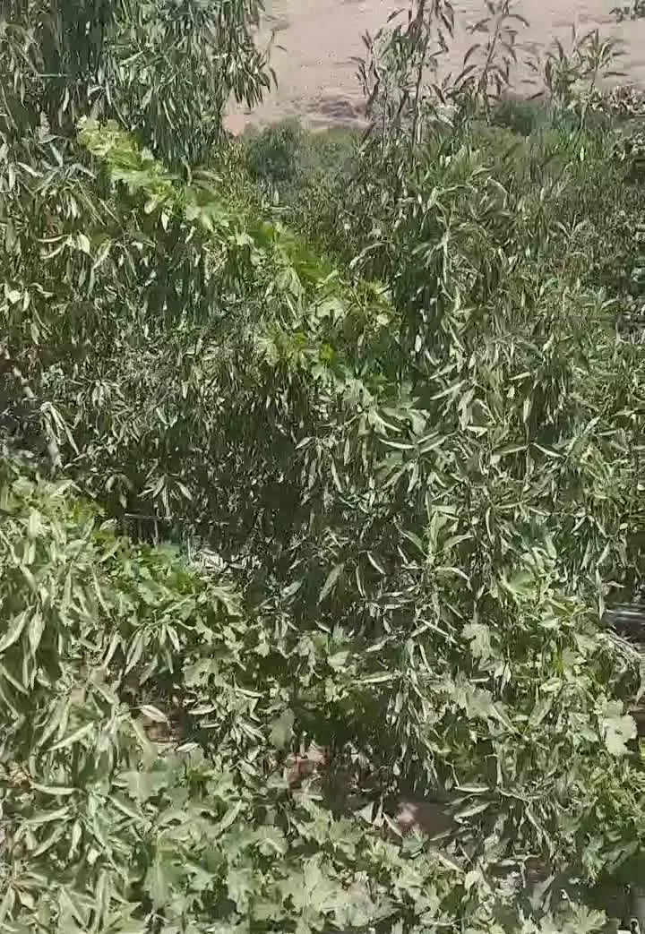 باغ ویلا 1000متری  در کرمجگان
