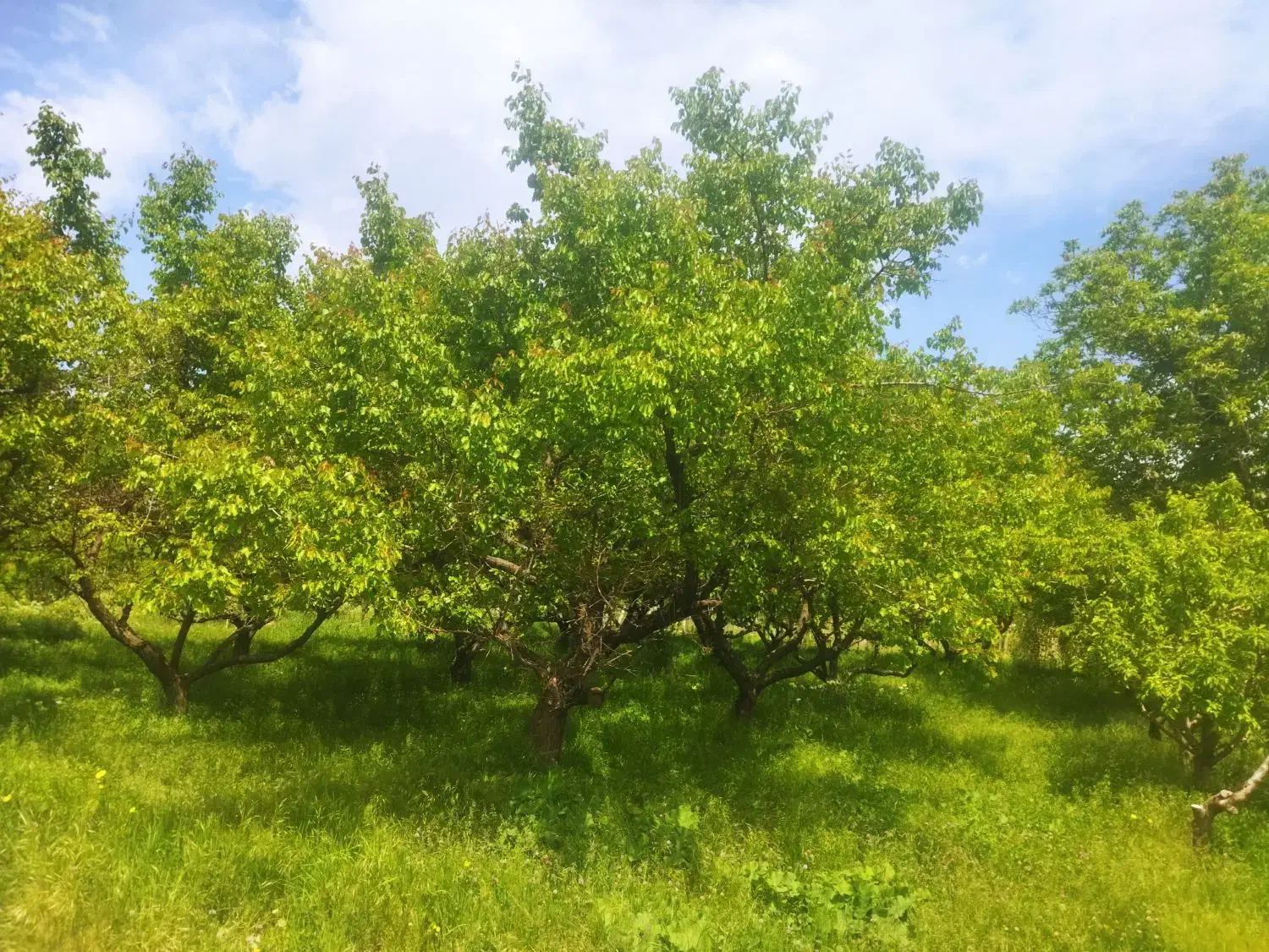 فروش باغچه