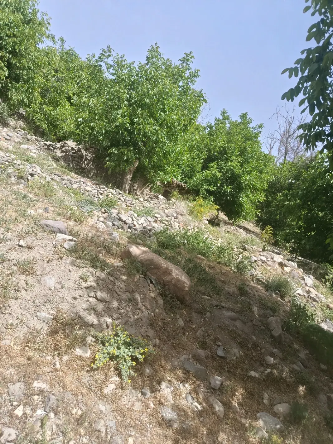 املاک