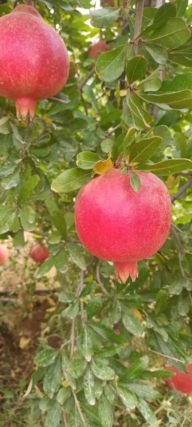 مقازه  ۵۸ متری ۱۲متربالکن بربلوار ااصلی باغستان