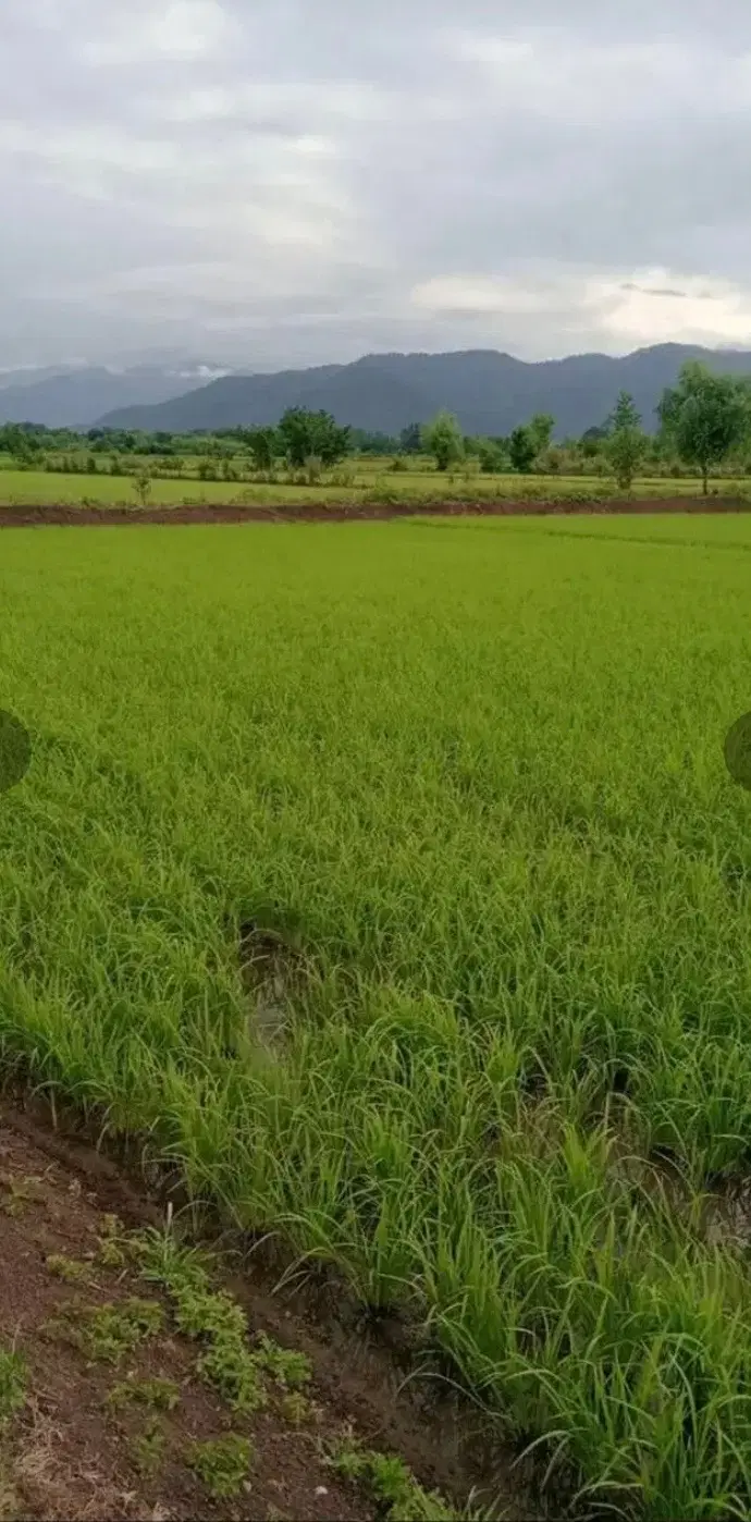 فروش 1600 متر شالیزار زیر کشت روستای ندامان
